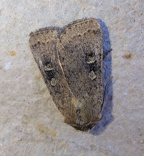 Square-spot Rustic