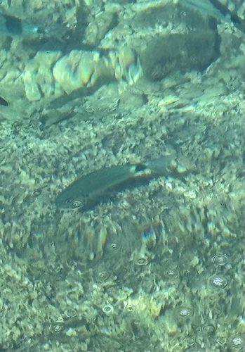 Saddled Seabream