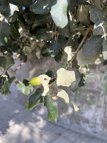 sweet acorn oak
