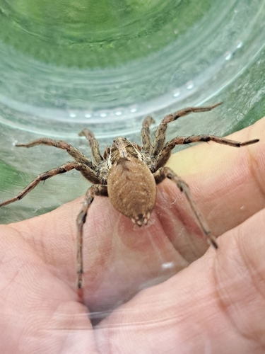 Radiated Wolf Spider