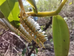 Campylocentrum micranthum