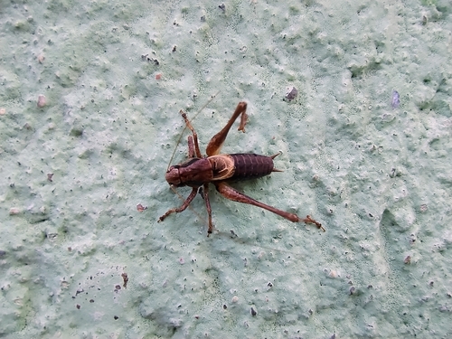 Dark Bush-cricket