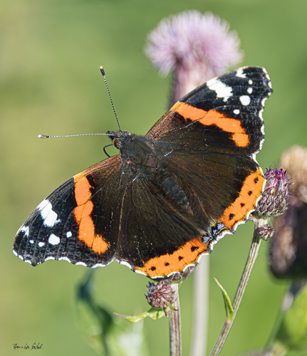 Red Admiral