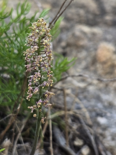 Barnardia japonica, photograph 3
