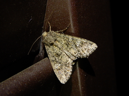 Cabbage Moth