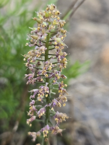 Barnardia japonica, photograph 4