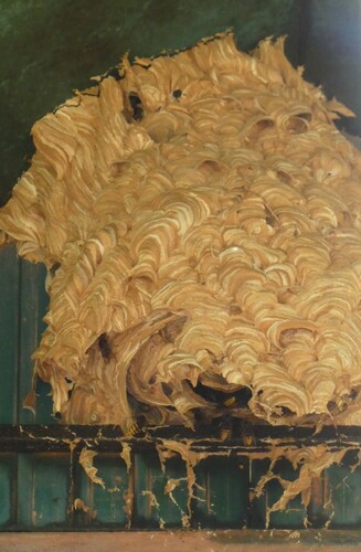 European Hornet