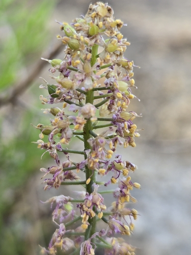 Barnardia japonica, photograph 6