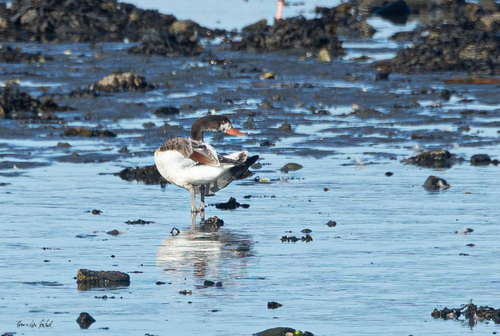 Common Shelduck