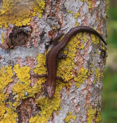 Viviparous Lizard