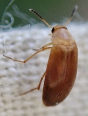 Anaspis lurida