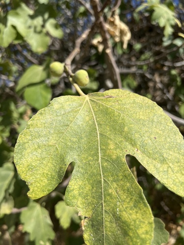 common fig