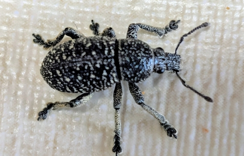 Polydius hispanus