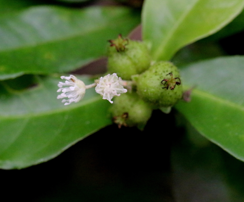 Croton hancei; photograph author not stated, no rights reserved