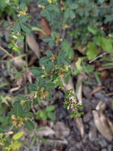 Lespedeza chinensis observed 2026-09-21
