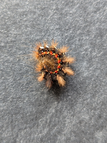 Knot Grass Moth