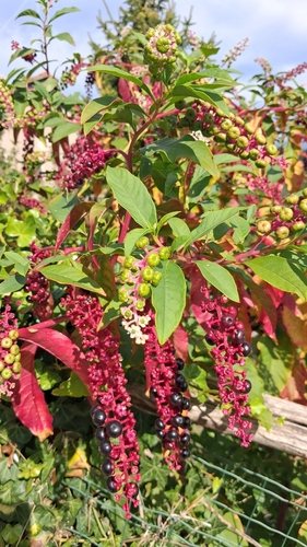 American pokeweed