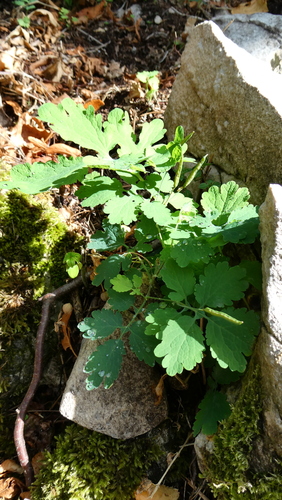 Greater celandine