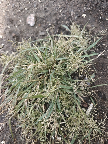 Little Lovegrass