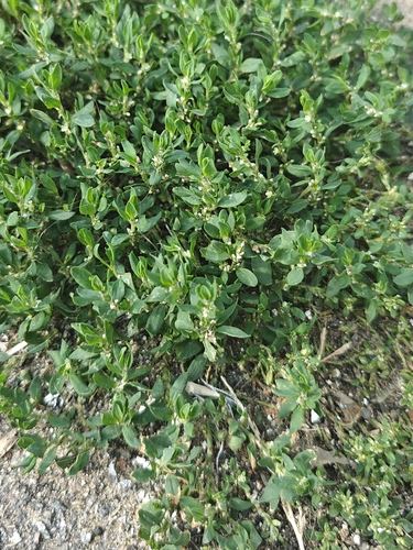 Prostrate Knotweed