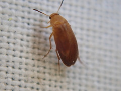 Anaspis lurida
