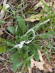 Pilosella aurantiaca