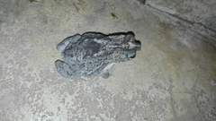 Rhinella humboldti
