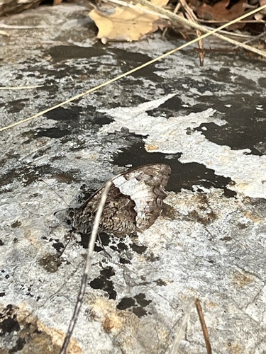 Woodland Grayling