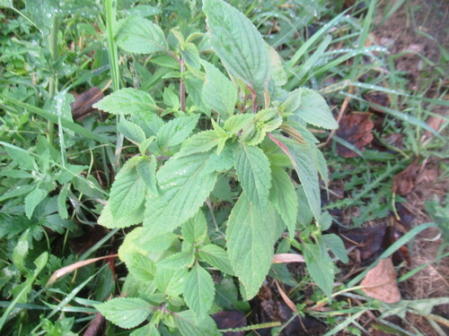 Elsholtzia ciliata, photograph 6