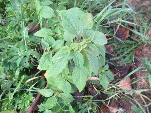 Elsholtzia ciliata, photograph 5