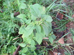 Elsholtzia ciliata, photograph author not stated, no rights reserved