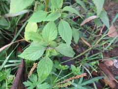 Elsholtzia ciliata, photograph author not stated, no rights reserved