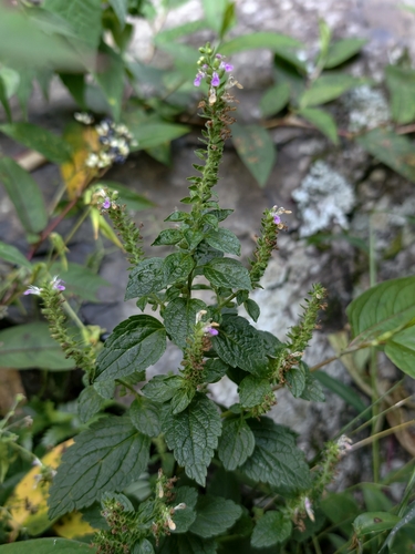 Teucrium viscidum observed 2026-09-21