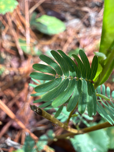 Chamaecrista nictitans, photograph 4