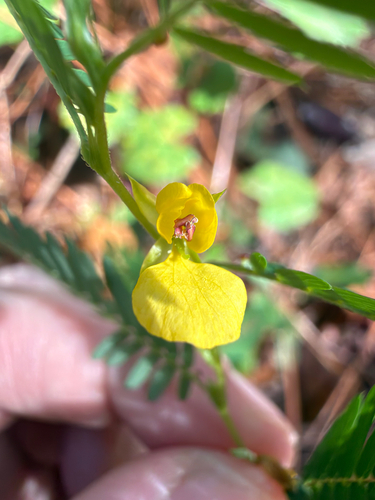 Chamaecrista nictitans, photograph 2