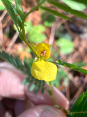 Chamaecrista nictitans, photograph (c) Joey Parsons, some rights reserved (CC BY)