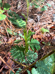 Chamaecrista nictitans, photograph (c) Joey Parsons, some rights reserved (CC BY)