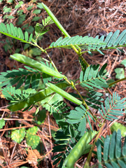 Chamaecrista nictitans, photograph (c) Joey Parsons, some rights reserved (CC BY)