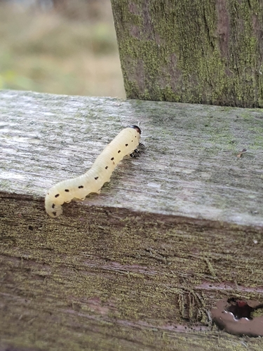 Pine Sawfly