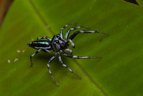 North Queensland Jumping Spider