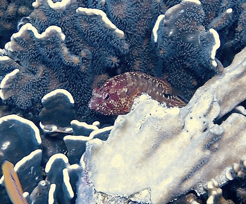 Cephalopholis leopardus observed 2026-09-21