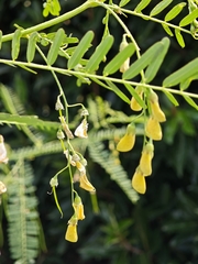 Sesbania cannabina, photograph author not stated, no rights reserved