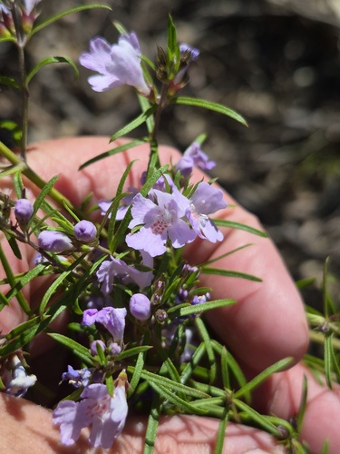 Westringia eremicola observed 2026-09-20