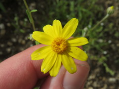 Eriophyllum ambiguum
