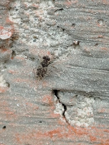 Leptopus marmoratus