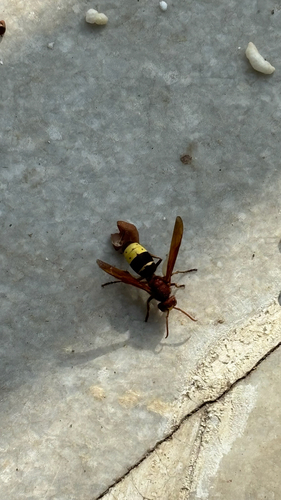 Oriental Hornet