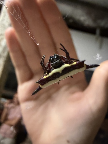 Northern Jewelled Spider