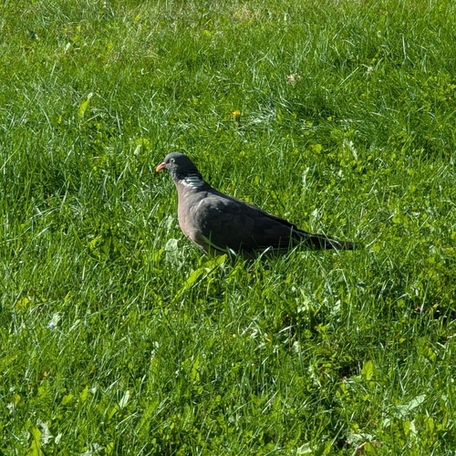 Common Wood-Pigeon