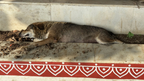 Domestic Dog