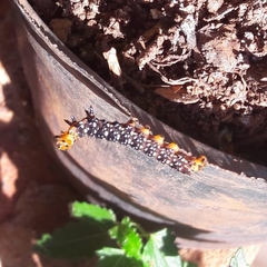 Xanthopastis timais